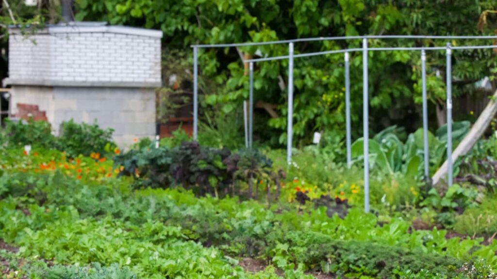 15th Street Farm